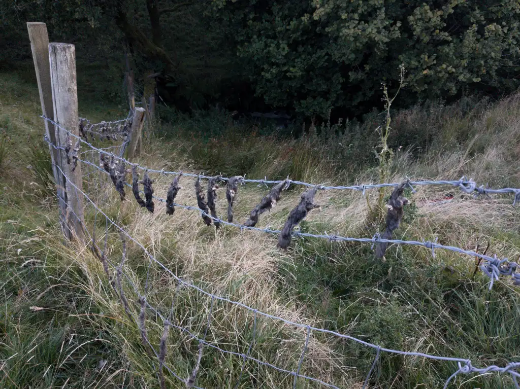 Dead rodents hanging on a fence